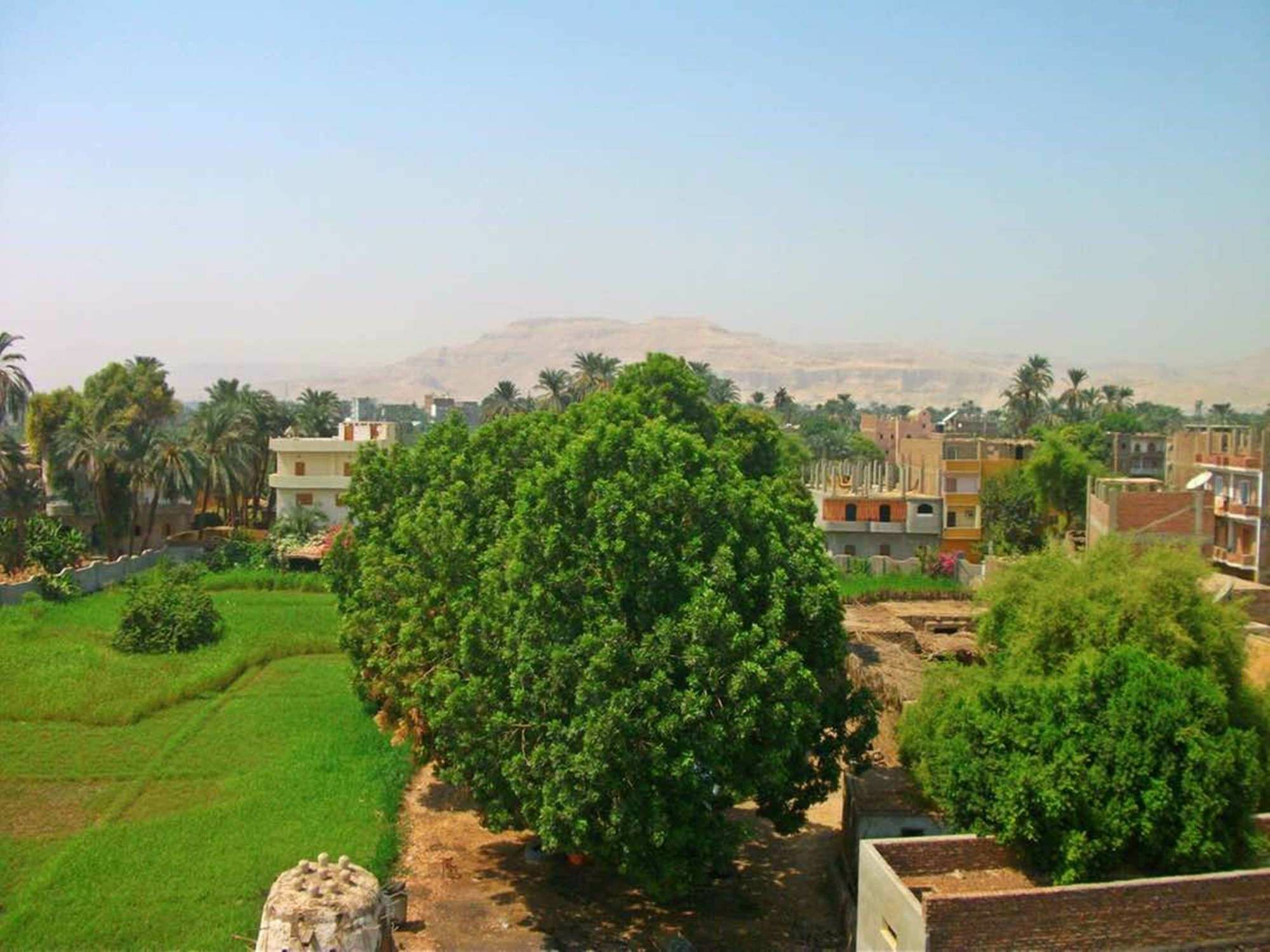 Farida Apartments Luxor Bagian luar foto